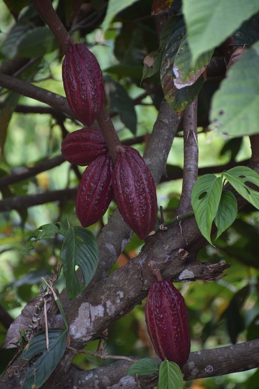 Finca San Rafael - Cafe Y Cacao مينسا المظهر الخارجي الصورة