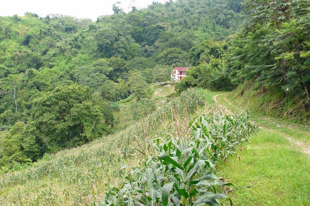 Finca San Rafael - Cafe Y Cacao مينسا المظهر الخارجي الصورة