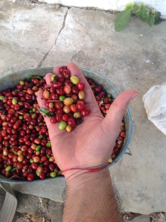 Finca San Rafael - Cafe Y Cacao مينسا المظهر الخارجي الصورة